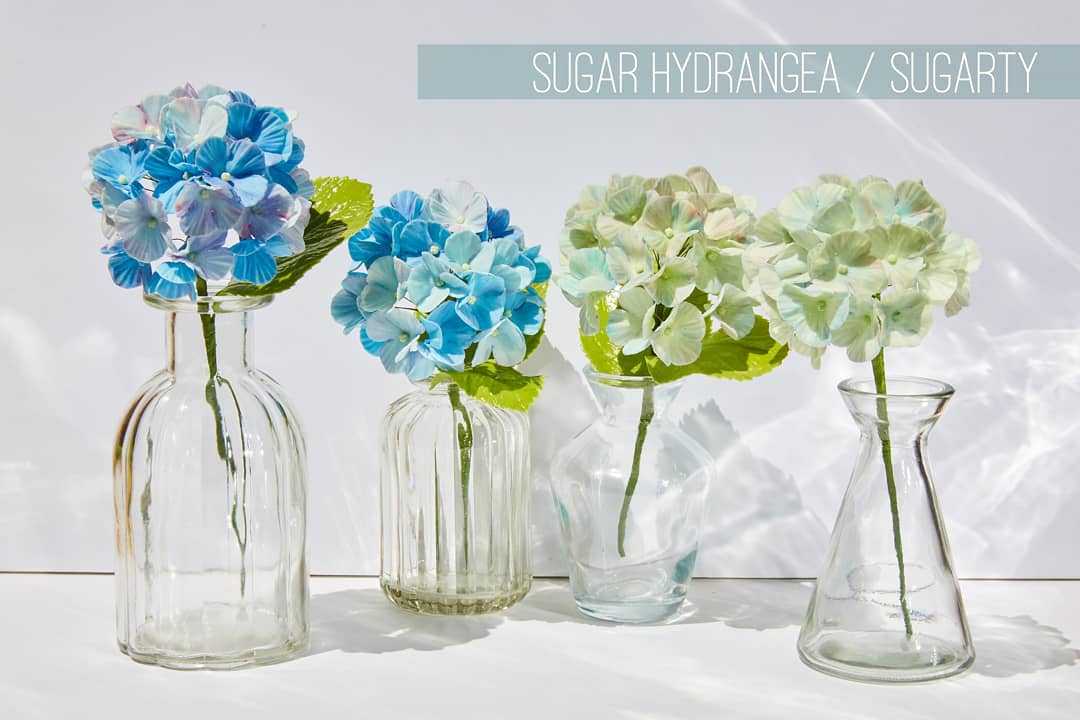 Sugar Hydrangea