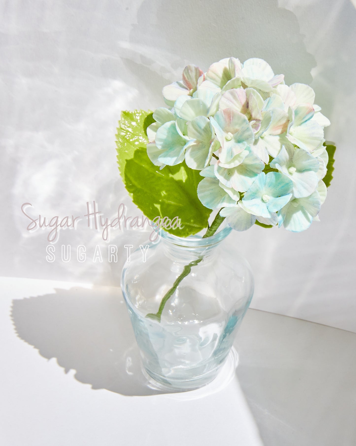Sugar Hydrangea